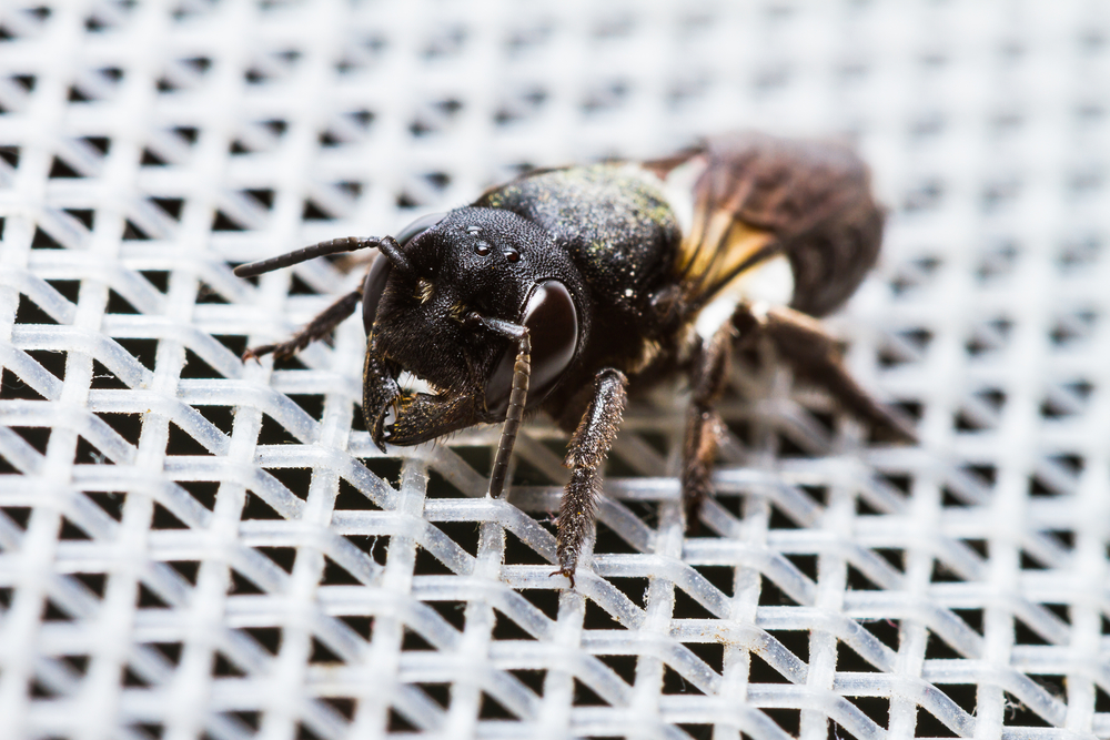 Choosing the right material for your insect screens: a comparison