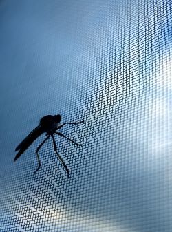 DIY tips for maintaining insect screens at home